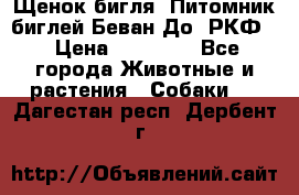 Щенок бигля. Питомник биглей Беван-До (РКФ) › Цена ­ 20 000 - Все города Животные и растения » Собаки   . Дагестан респ.,Дербент г.